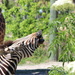 zebra calls in the zoo yard? by arayofsrqsun
