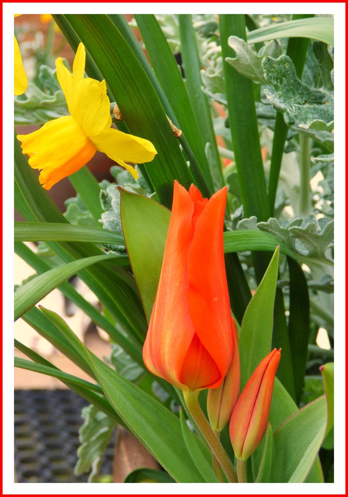 Beautiful Red tulips  by beryl