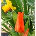 Beautiful Red tulips  by beryl