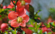 27th Mar 2017 - Flowering Quince