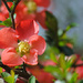 Flowering Quince by alophoto
