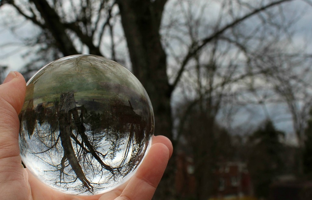 Tree through a crystal ball by mittens