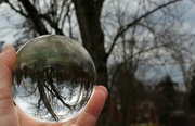 27th Mar 2017 - Tree through a crystal ball