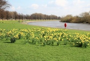 23rd Mar 2017 - Daffodils by the Trent