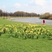 Daffodils by the Trent by oldjosh