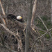 Bald Eagle by janetb