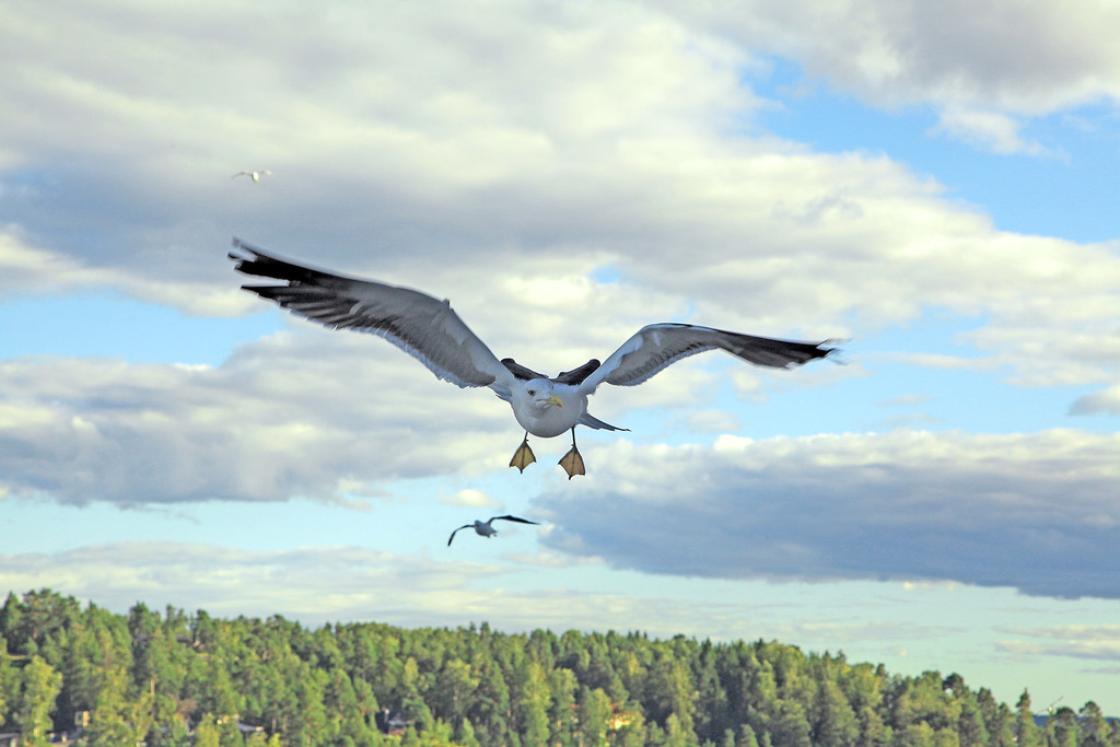 Backlit Seagull by gardencat