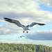 Backlit Seagull by gardencat
