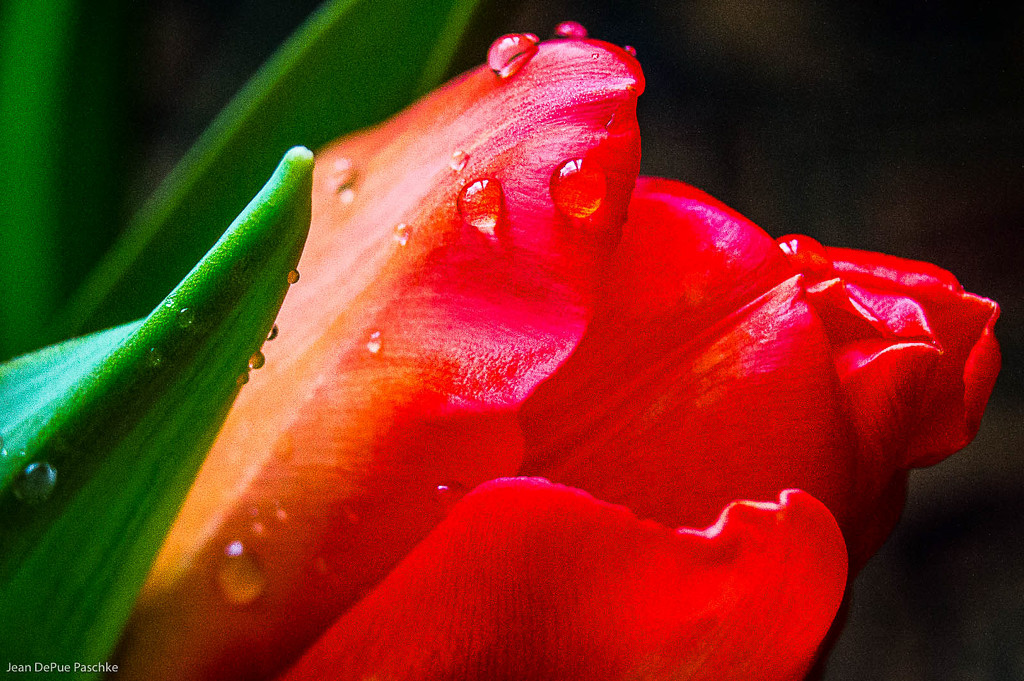 Red Tulip by 365karly1
