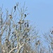 DSCN0424 Cormorants  building nests by marijbar
