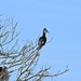 DSCN0524 cormorant family by marijbar