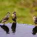 Java Sparrows Having A Conversation  by jgpittenger