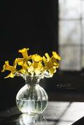 23rd Mar 2017 - Daffodils