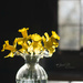 Daffodils by janetb