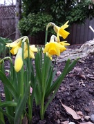 21st Mar 2017 - Daffodils