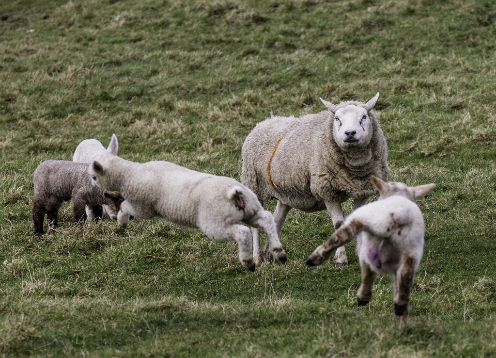 frolicking lambs by shepherdmanswife