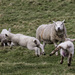 frolicking lambs by shepherdmanswife