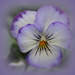 Purple Pansy by genealogygenie
