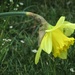 A little daffodil by mittens