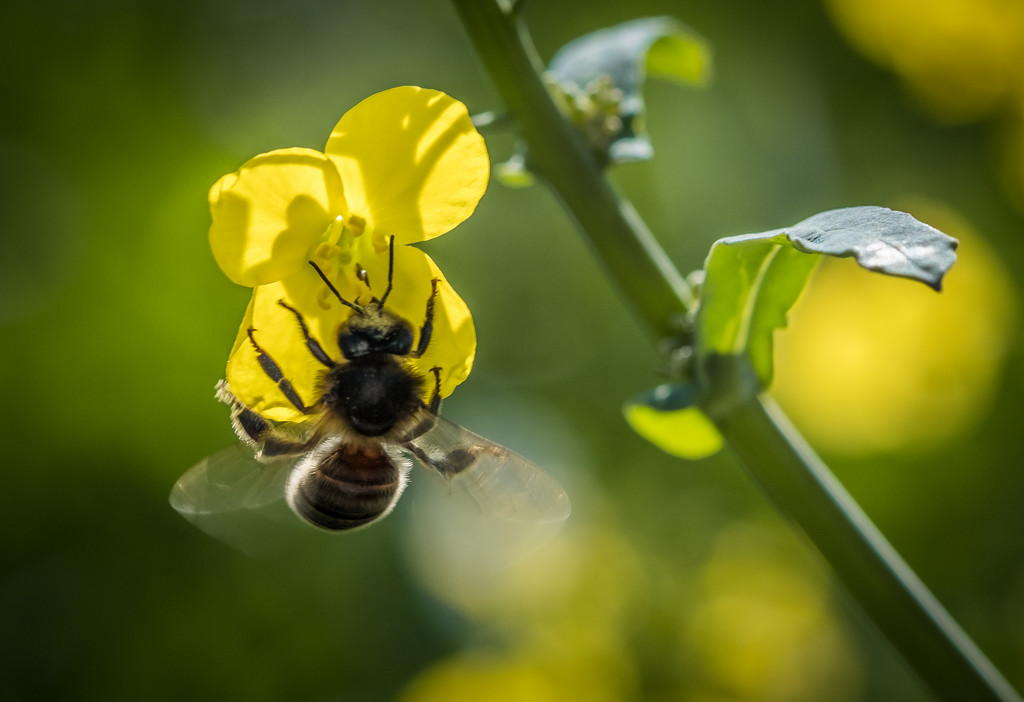 PLAY March - Fuji 60mm f/2.4: Pollinator at Work by vignouse
