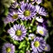 chrysanthemums by judithdeacon