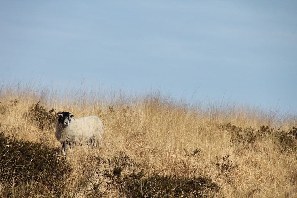 Dart Sheep by daffodill