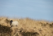 26th Mar 2017 - Dart Sheep