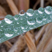 Dew Drops Closeup by rminer