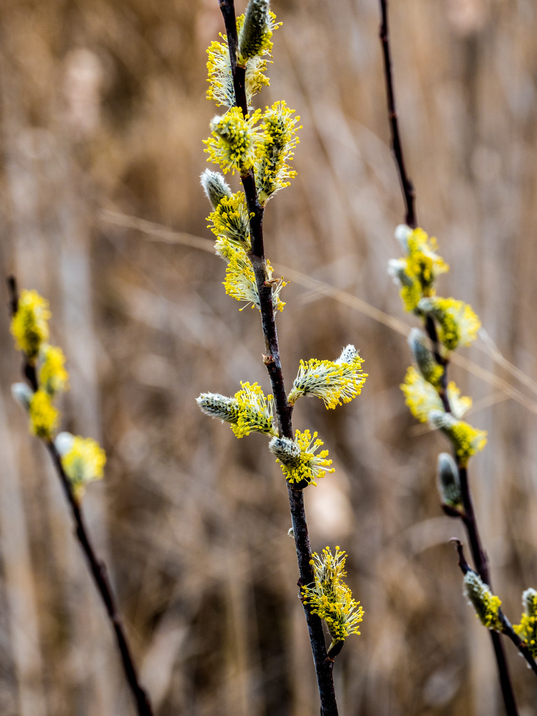 Pussy Willow Yellow by rminer