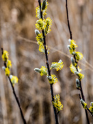 27th Mar 2017 - Pussy Willow Yellow
