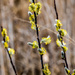 Pussy Willow Yellow by rminer
