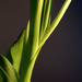 Tulip - Stems by granagringa