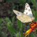 Checkered White by gaylewood