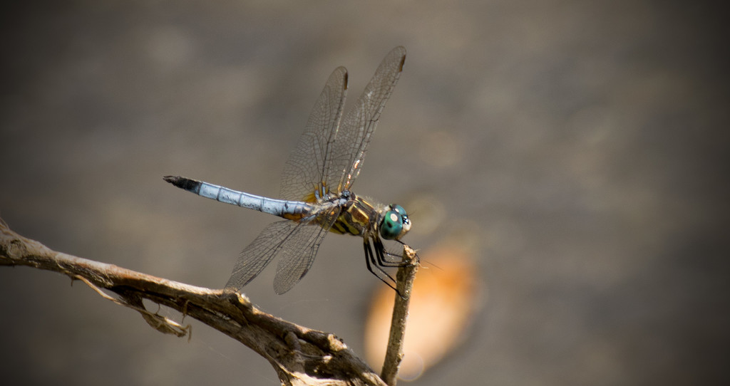 Dragonfly at Rest! by rickster549