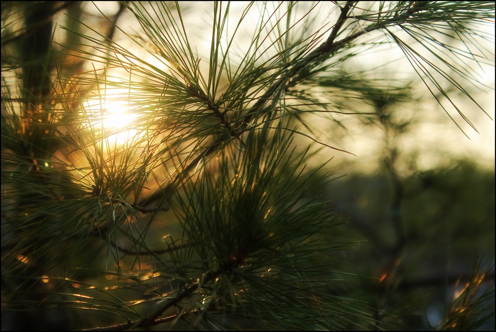 Sunset Through the Pines by olivetreeann