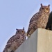 Uhuuuu...... Spotted Eagle Owls by ludwigsdiana