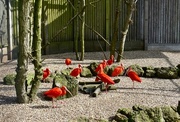 28th Mar 2017 - Red Ibis