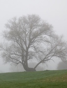 28th Mar 2017 -  Tree in the mist