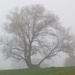  Tree in the mist by 365anne