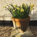 Pot of Daffodils by mattjcuk