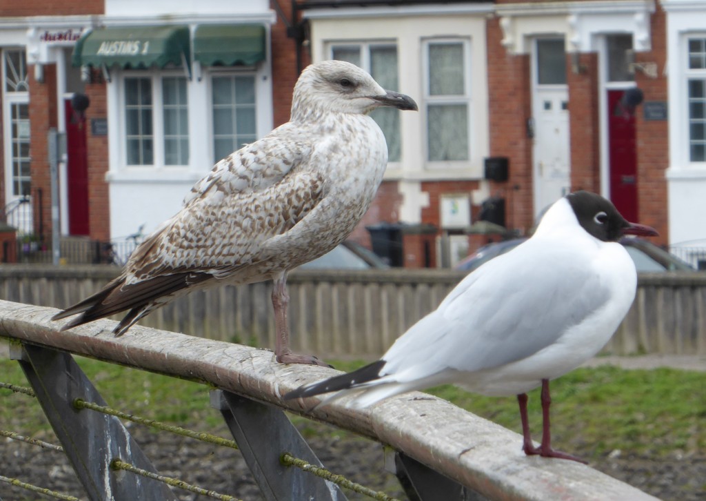  Urban Gulls  by susiemc