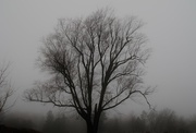 25th Mar 2017 - foggy day tree