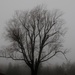 foggy day tree by lynnz