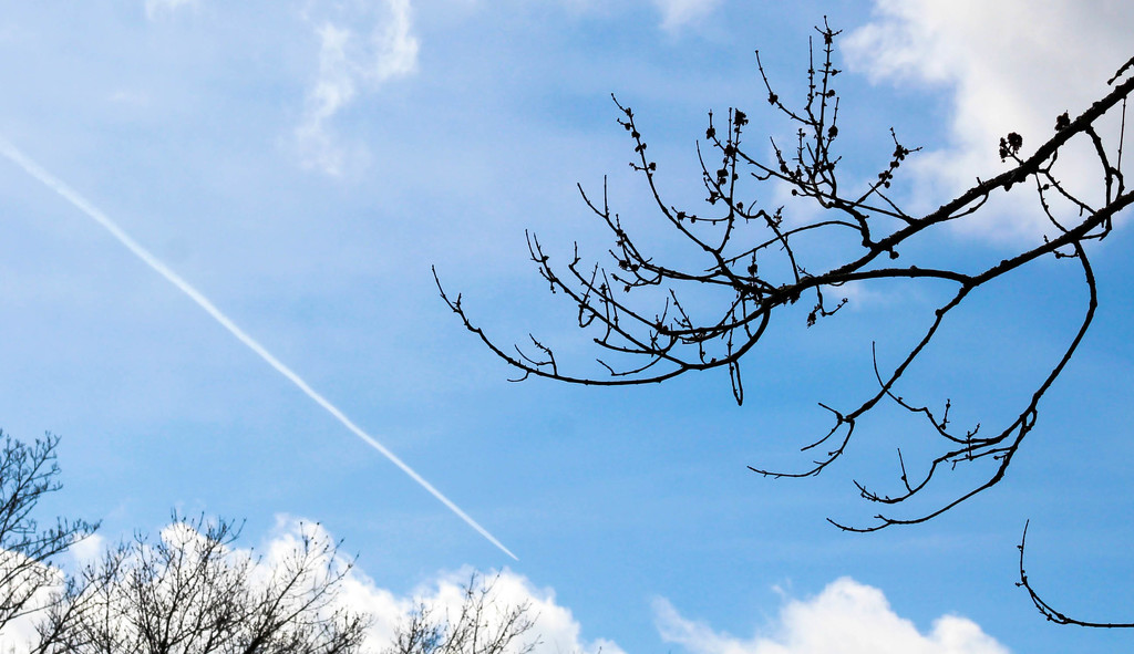 Tree branches with contrail in the sky by mittens