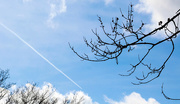 28th Mar 2017 - Tree branches with contrail in the sky