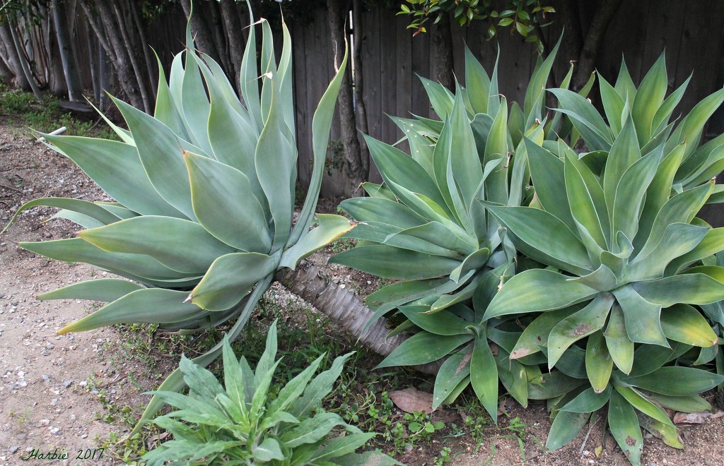 Agave Succulent by harbie
