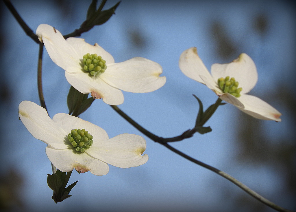 Dogwood blossom in the sun by homeschoolmom