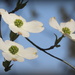 Dogwood blossom in the sun by homeschoolmom