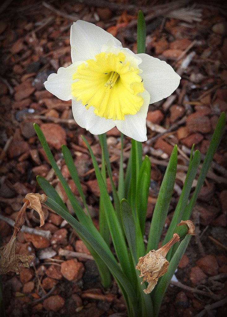 Final Daffodil by homeschoolmom
