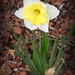 Final Daffodil by homeschoolmom